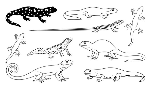 Lizard and salamander vector set, reptiles and amphibians in natural poses illustration