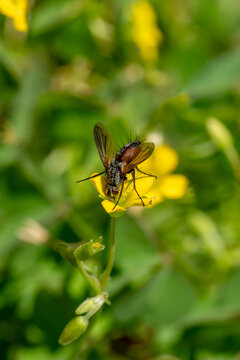 Beneficial Red Spotted Parasite Fly (Eriothrix rufomaculata), natural parasitoid of moth caterpillars, feeding on flower nectar