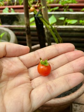 Close up of a person's hand holding a freshly picked ripe red cherry tomato from an organic homegrown tomato plant in a pot. Concept of healthy food, sustainable living and harvest.
