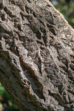 The bark of Amur velvet, or Amur cork tree, lat. Phellodendron amurense