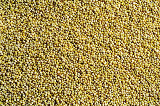 Food sorghum, clos-eup