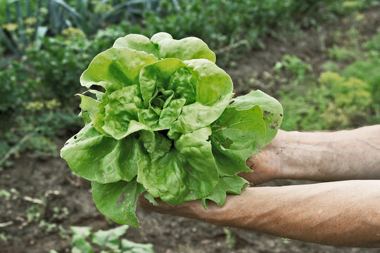 Man holding lettuce