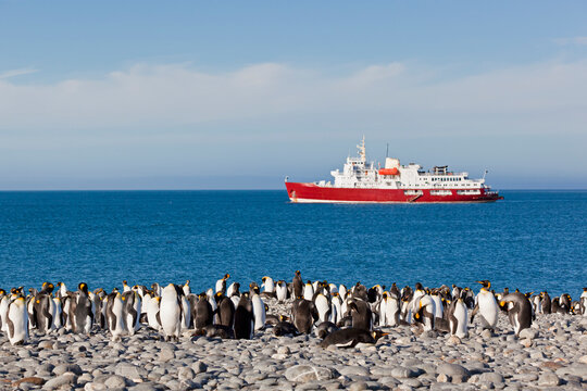 South Atlantic Ocean, United Kingdom, British Overseas Territories, South Georgia, Salisbury Plain, King penguins colony with icebreaker in ocean