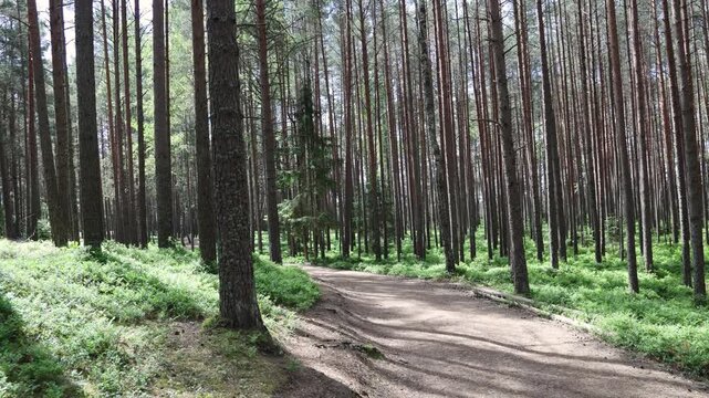Forest trail leading to Kemeri Bog in Kemeri National Park, Latvia