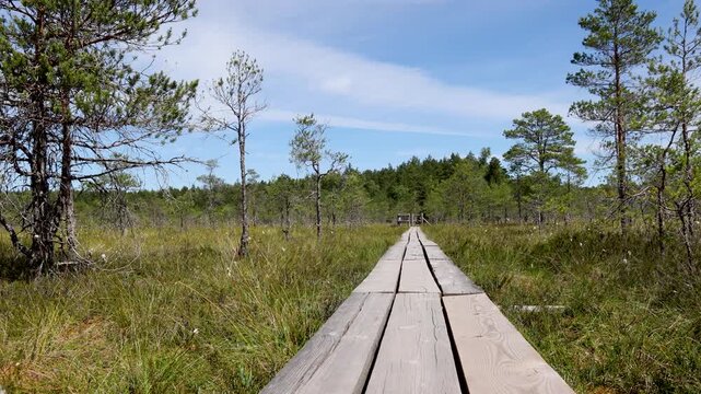 Wooden boardwalk path winding through a bog at Kemeri Bog area of Kemeri National Park, Latvia