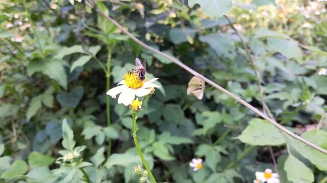 Hoverfly on bidens pilosa flower in green nature background 