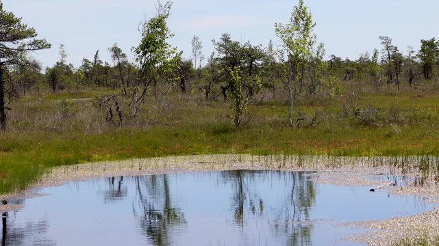Small bog pond at Kemeri Bog area, Kemeri National Park, Latvia