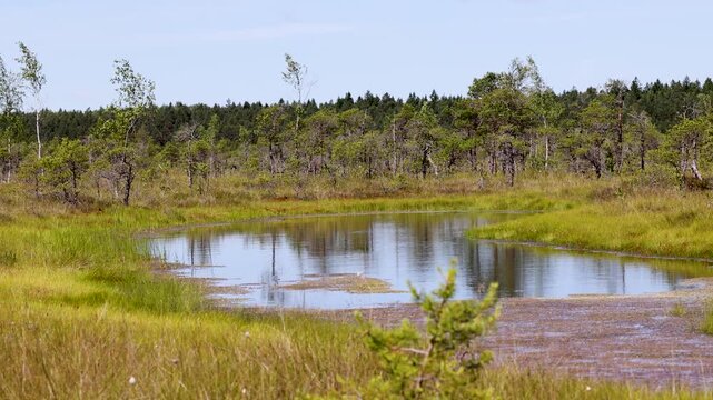 Small bog lake reflecting surrounding trees at Kemeri Bog, Kemeri National Park, Latvia