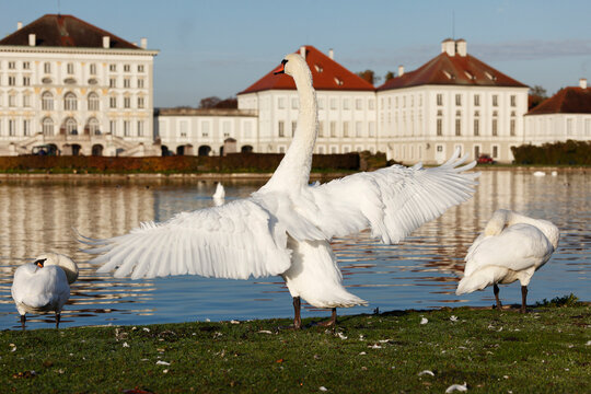 Germany, Bavaria, Upper Bavaria, Munich, Mute swan by lake and nymphenburg castle in background