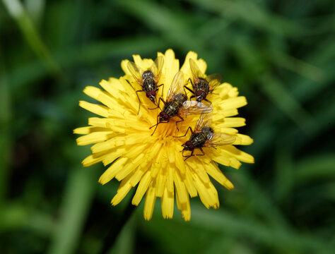 Germany, Bavaria, Upper Bavaria, Isarauen, Flies (Mydaea urbana) on a flower of Hawkweed