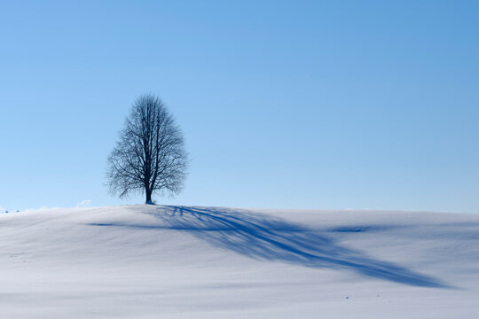 Germany, single bare tree in winter landscape