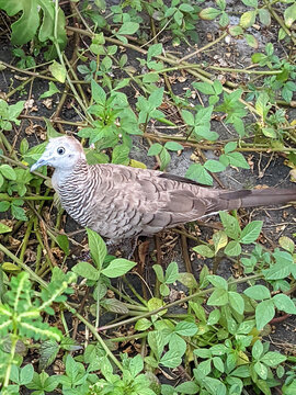 A zebra dove foraging on the ground among green plants and wild weeds.