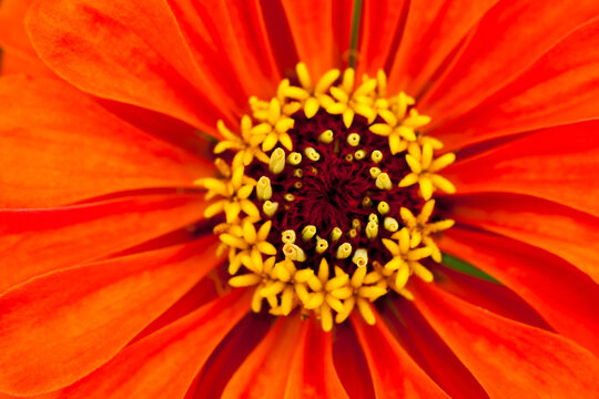 Germany, Zinnia flower, close up