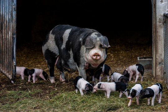 Germany, Bavaria, Otterfing, Domstic pigs, old breeds at Archehof Schlickenrieder
