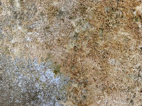 A weathered concrete surface covered with dense moss growth and rough textures.