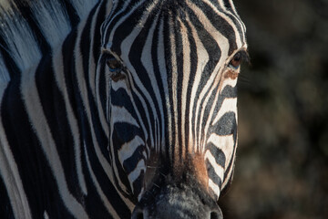Naklejka premium Zebra face showing unique stripe pattern in Namibia