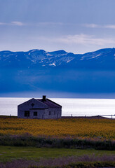 Fototapeta premium Iceland, Europe: an isolated farmhouse on a yellow wildflowers field along the shores of Eyjafjordur, the longest fjord of the North 