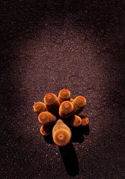 Lanzarote, Canary Islands, Spain: cluster of stems of a cactus belonging to the genus Mammillaria spinosissima, cylindrical stems densely covered in reddish-copper spines grown on black volcanic soil