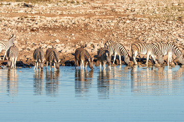 Naklejka premium Zebras drinking water at a waterhole in Etosha National Park Namibia