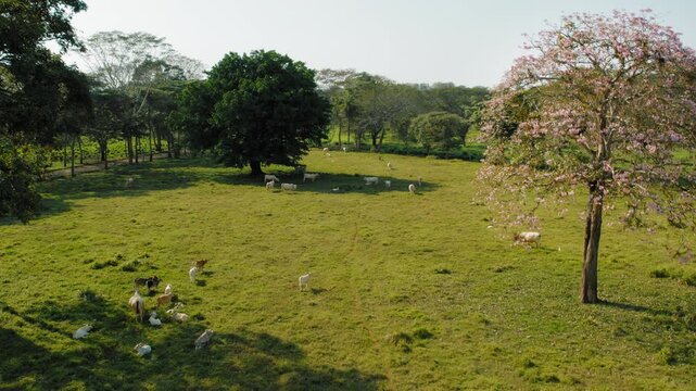 White cattle graze in green meadow near pink flower tree in Costa Rica