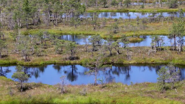 Bog pools and sparse trees in Kemeri National Park, Latvia