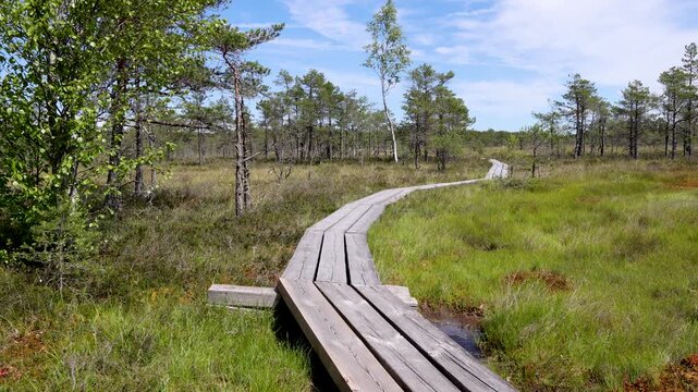 Boardwalk winding across Kemeri Bog in Kemeri National Park, Latvia
