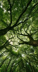 Fototapeta premium Lush green canopy of ancient trees, viewed from below, sunlight filtering through