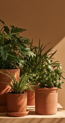 Fototapeta premium Three terracotta pots hold lush green plants on a shelf with dappled sunlight