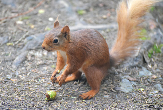 Red squirrel eating a nut on Snaizeholme Trail near Hawes in Wensleydale, Yorkshire Dales National Park