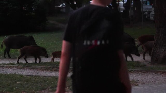 Wild boars roaming an urban area in Bielany district of Warsaw, Poland