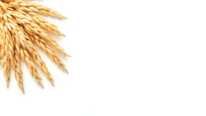 Fototapeta premium Dried Golden Wheat Stems Arranged on a White Background