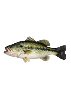 The black and white striped bass is a popular game fish known for its distinctive pattern.