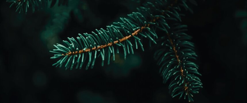 Closeup of Green Pine Needles Against a Dark Background