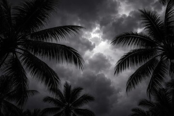 Fototapeta premium Palm Trees Silhouette Against Dark Stormy Clouds in Monochrome
