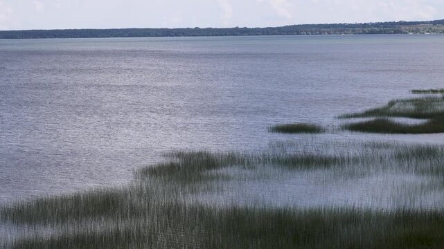 Green reeds on calm Dusia lake water in Lithuania, 4k video