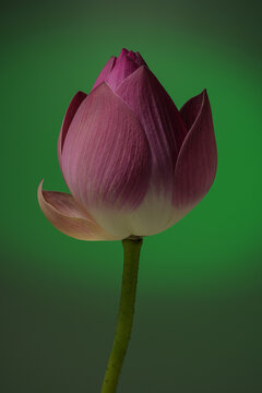 Thai lotus flower. Deeply rooted in Thai culture, these flowers are often offered at temple gatherings