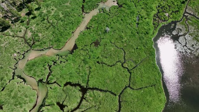 Aerial view of winding water channels through lush green wetlands with sunlight reflecting on the water surface in Stanley, Idaho, United States.