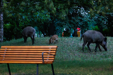 Wild boars roaming an urban area in Bielany district of Warsaw, capital of Poland © Fotokon