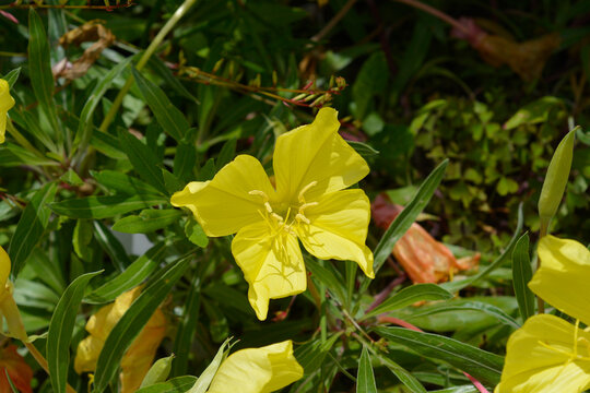 Bright yellow Missouri evening primrose flowers with delicate petals bloom in a garden surrounded by narrow green leaves and stems - latin name - Oenothera macrocarpa