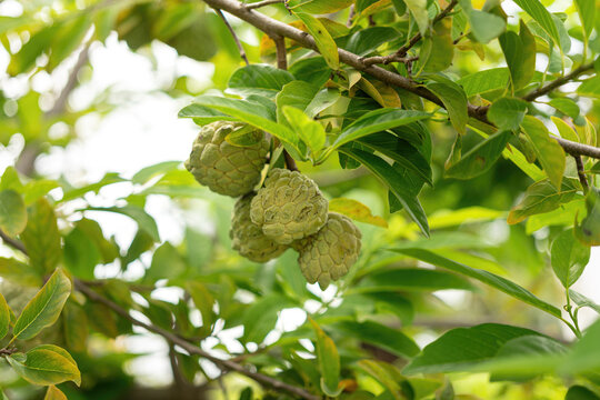 Green sugar apple (custard apple) fruit growing on a tree branch surrounded by lush green leaves. Growth asian tropical fruits in nature environment, close-up with selective focus.