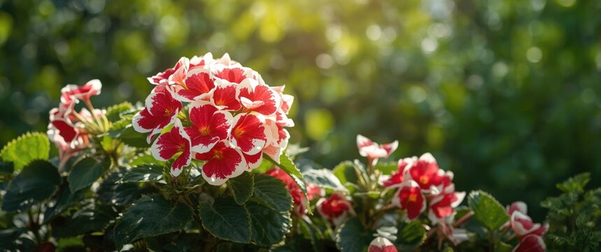 Vibrant Red and White Begonia Flowers in Soft Morning Light