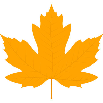 Bright orange maple leaf with detailed veins. Autumn foliage and nature vector illustration.