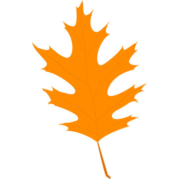 Orange oak leaf with deeply cut lobes and detailed veins. Autumn forest foliage vector illustration.