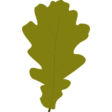 Olive green oak leaf with rounded lobes. Autumn foliage and woodland nature vector illustration.
