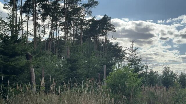 Young spruce trees at the edge of a pine forest under summer clouds