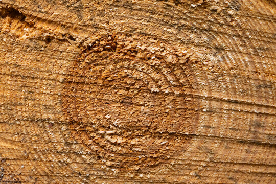 Schnittfl&auml;che von einem Baumstamm, formatf&uuml;llend, Hintergrundbild