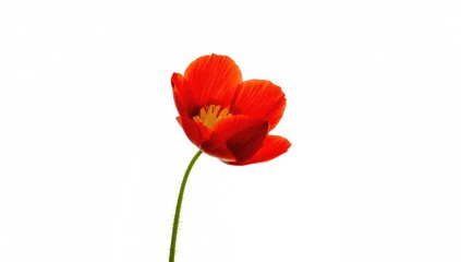 Fototapeta premium Single Red Flower Isolated on White with Delicate Petals