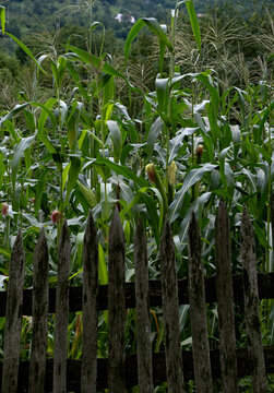 Green Cornstalks Growing in Agricultural Field Behind Wooden Picket Fence