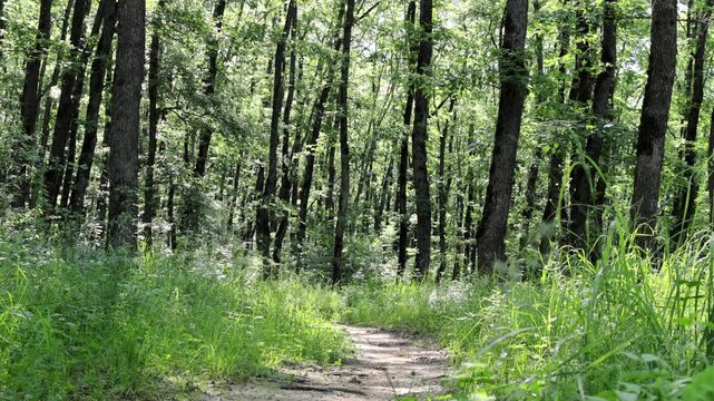 A path in a summer forest on a warm, sunny morning; a light breeze gently sways the blades of grass.
