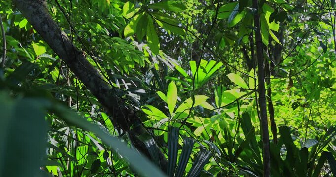 Tropical jungle background with sunlight breaking through the leaves of trees, summer, vacation, vacation in warm tropical countries. Thailand